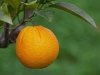 Prächtige Orange (Foto: Marcel Morel, Mallorca)