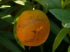Orange mit Maserung