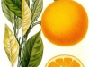 Citrus sinensis