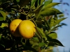 Orangenernte