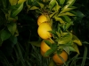 Orangen im Abendlicht
