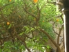 Orangenbaum in einem Hinterhof in Barcelona