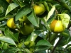 Orangenbaum Früchte