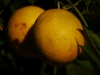 Goldene Orangen