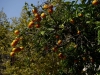 orangen orangenbaum soller