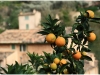 Orangenbaum, Stefan Giehl