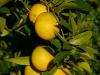 Orangen wachsen in Trauben