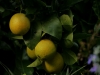 Orangen in Trauben