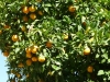 Orangenbaum (Foto: Hans-Dieter Cremer)