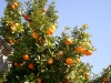 Orangenbaum, Heike Grutzner