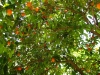 Orangenbaum in der Altstadt von Jerusalem (Foto: H. Kalubke)