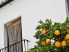 Orangenbaum in Marbella (Foto: Thomas Lässig)