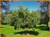 Orangenbaum in der Türkei (Fotografin: Petra Steinhagen)