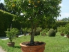 Orangenbaum in der Zitrussammlung der Villa Pisani in Stra am Brentakanal