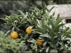 Orangenbaum (Foto: Birgit Wippermann)