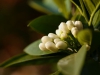 orangenblueten knospen