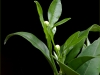 Clementinenblüte (Foto: Marcel Morel, Mallorca)