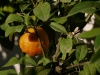 Rote Limette
