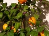 Pomeranzenblüte