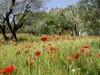 Provencalischer Garten (Ronneburger)