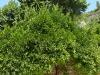 Herrlicher Mandarinenbaum im mediterranen Dorf Roquebrun