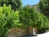 Herrliche Zitrusbäume in Roquebrun im Haut-Languedoc