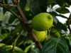 Zitronenbaum Früchte