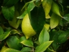 Zitronenbaum