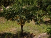 zitronenbaum alfabia 2
