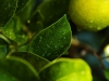 Zitronenbaum nach einem warmen Sommerregen (Foto: Hartmut Buchgraber)