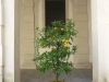 Zitronenbäumchen im Lichthof der Villa Pisani am Brentakanal