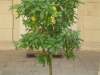 Zitronenbaum im Lichthof der Villa Pisani in Stra am Brentakanal