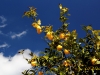 Zitronenbäume (Foto: Irene Oswald)