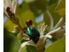 Zitronenblüte mit glänzendem Besuch (Fotograf: Markus Huber)