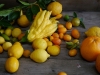Zitrus Stillleben