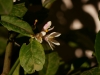 Zitronenblüte