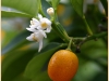 Calamondin (Foto: Marianne Thun)