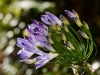 Agapanthus Blüten und Knospen