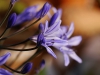 Agapanthus Bluete Knospe