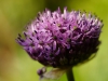 Allium