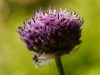 Allium