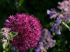 Allium und Katzenminze