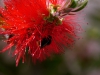 Callistemon Hummel