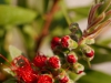 Callistemon Knospen