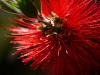 Callistemon