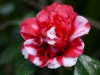 Camelia japonica formosa