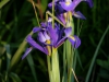 Iris Morgentau