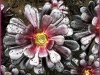Aeonium (Foto: Christa Platz)