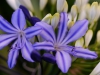 agapanthus blau weiss