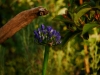 Kleine Agapanthusblüte